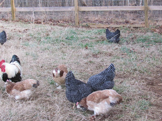 Chickens play an important role in Permaculture