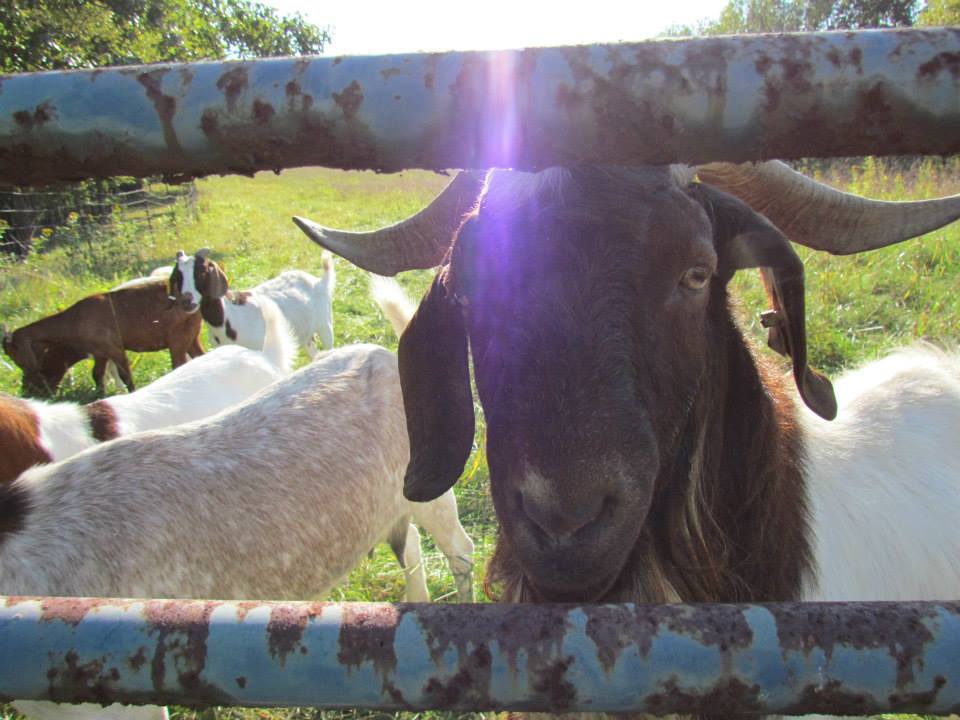 Goats are just one of the many animal living on campus